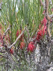 Melaleuca gracilis