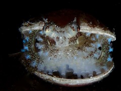 Amphioctopus marginatus