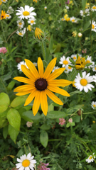 Rudbeckia hirta
