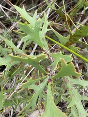 Hakea ceratophylla
