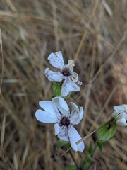 Microbotryum lychnidis-dioicae