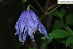 Clematis macropetala