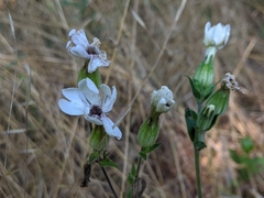 Microbotryum lychnidis-dioicae