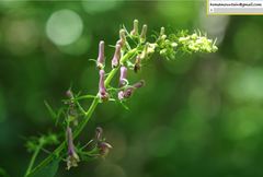 Aconitum alboviolaceum