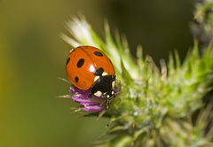 Coccinella septempunctata