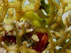 Paragobiodon xanthosoma