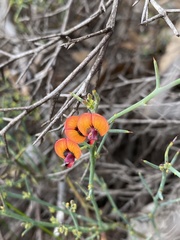 Daviesia flexuosa