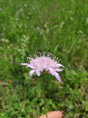Knautia arvensis