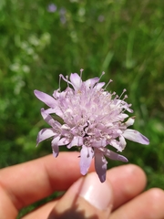 Knautia arvensis