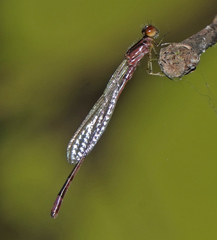 Enallagma geminatum