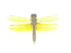 Perithemis tenera