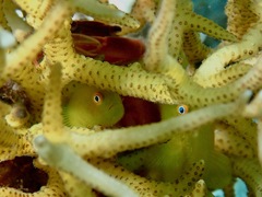 Paragobiodon xanthosoma