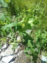 Cirsium oleraceum