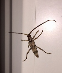 Elytrimitatrix undata