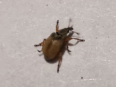 Malvapion malvae