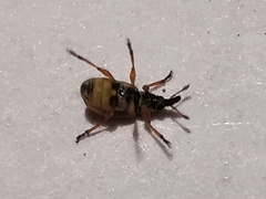 Malvapion malvae