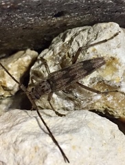 Elytrimitatrix undata