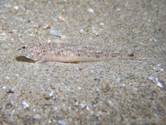 Pomatoschistus marmoratus
