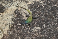 Platysaurus intermedius rhodesianus