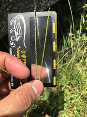 Digitaria longiflora