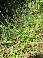 Digitaria longiflora