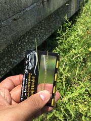 Digitaria longiflora