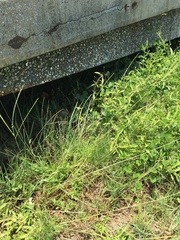 Digitaria longiflora
