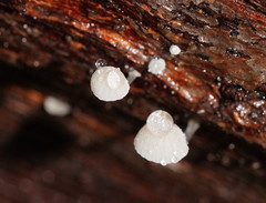 Mycena piringa