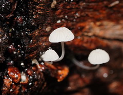 Mycena piringa