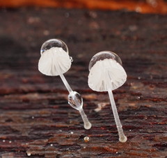 Mycena piringa