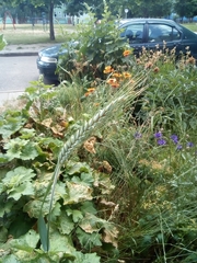 × triticosecale rimpaui