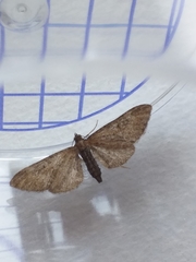 Eupithecia abbreviata