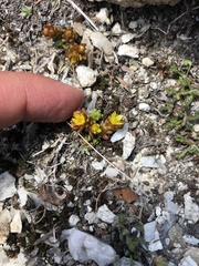 Sedum alpestre