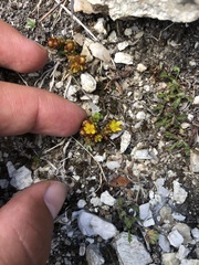 Sedum alpestre