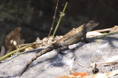 Sceloporus utiformis