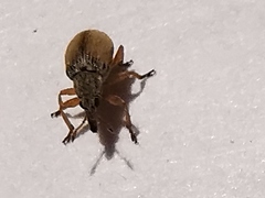 Malvapion malvae