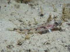 Pomatoschistus pictus