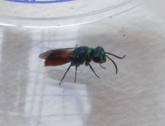 Chrysis ignita