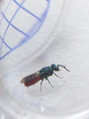 Chrysis ignita