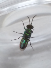 Chrysis ignita