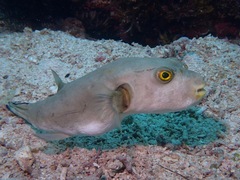 Arothron immaculatus