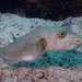 Yellow-eyed Puffer - Photo (c) Albert Kang, some rights reserved (CC BY-NC), uploaded by Albert Kang