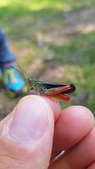 Stenobothrus rubicundulus