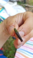 Stenobothrus rubicundulus