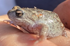 Pseudophryne guentheri