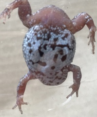 Pseudophryne guentheri