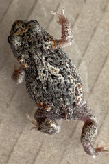 Pseudophryne guentheri