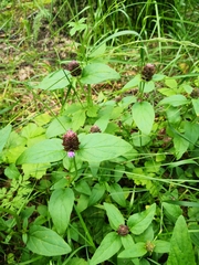 Prunella vulgaris