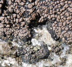 Rhizocarpon eupetraeum