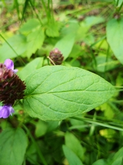 Prunella vulgaris